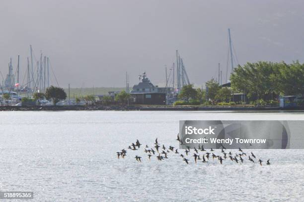 Grey Tailed Tattlers Take Flight Stock Photo - Download Image Now - Animal, Australia, Bird