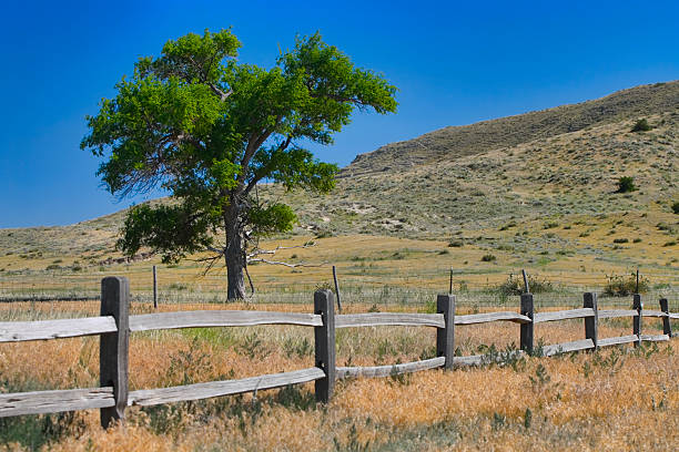 쪼개짐 가로장 울타리 및 의란 - nebraska the oregon trail covered wagon landscape 뉴스 사진 이미지