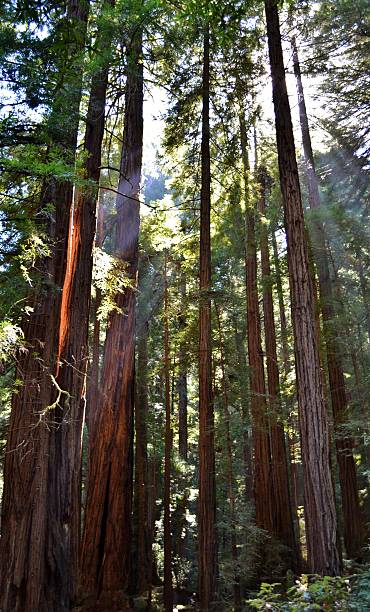 istock Redwood Trees at Muir Woods 518896161