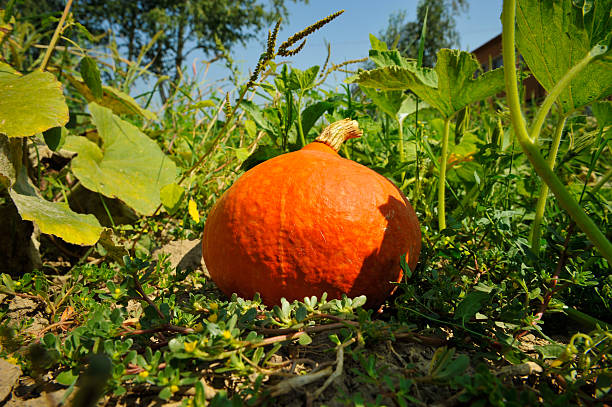 Red kuri squash is thick-skinned pink colored winter squash, that has the appearance of a small pumpkin without the ridges. It belongs to \