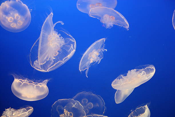 istock Jellies with Blue Background 518896487