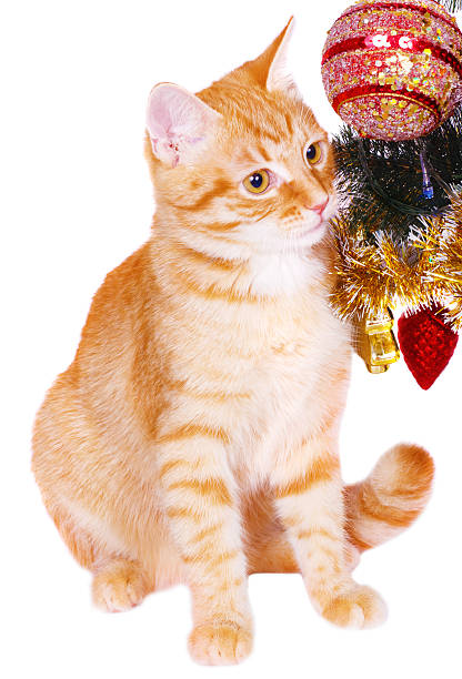 istock Red cat near the Christmas tree branches 518896651