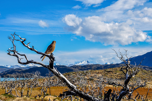 Pray bird in Torres del Paine National Park, Chile.