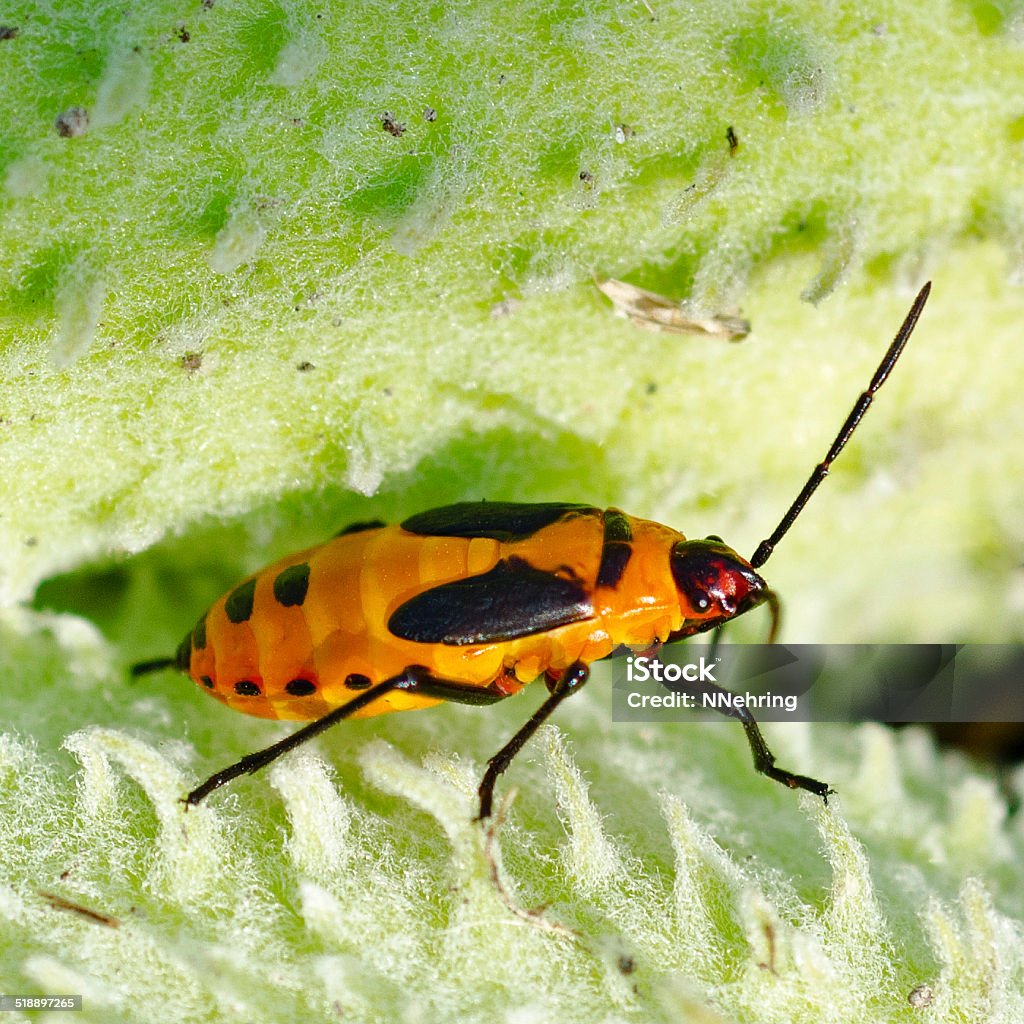 nymph of large milkweed bug  Oncopeltus fasciatus Nymph of large milkweed bug, Oncopeltus fasciatus, undergoes incomplete metamorphosis. Feeding on milkweed pods in Illinois. Animal Stock Photo