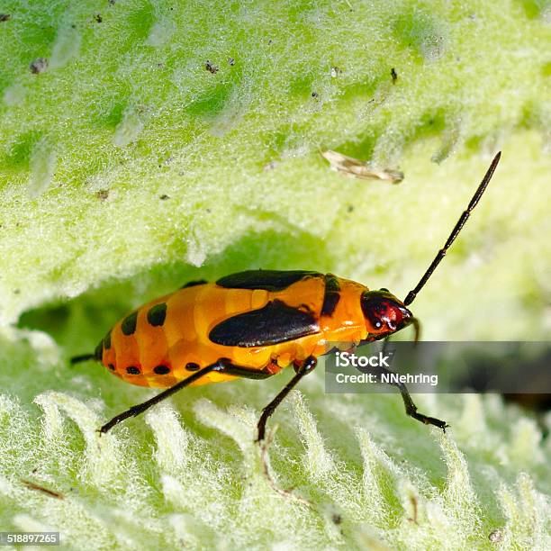 Nymph Of Large Milkweed Bug Oncopeltus Fasciatus Stock Photo - Download Image Now - Animal, Animal Wildlife, Animals In The Wild
