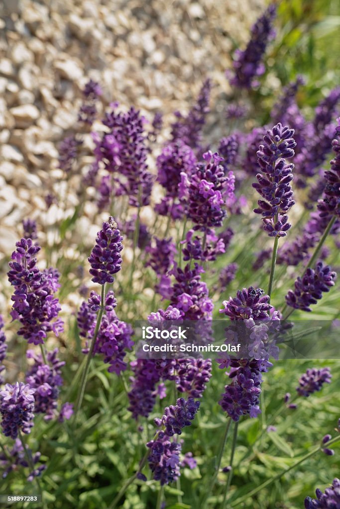 blooming violett lavender in front of blue sky Agriculture Stock Photo