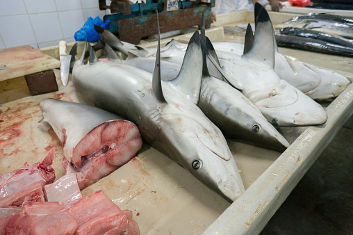 Sharks beeing sold at Dubai fish market