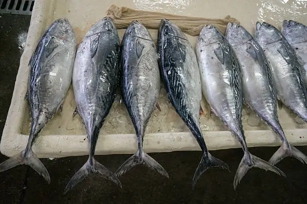 Tuna at Dubai fish market