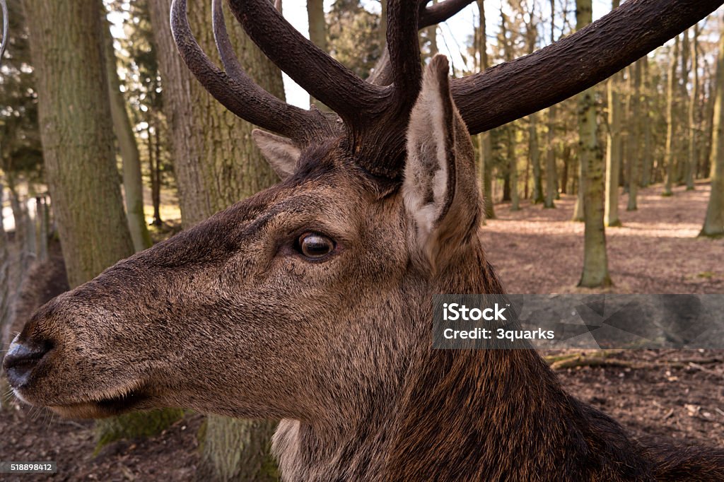 Closeup of a Deer Animal Stock Photo