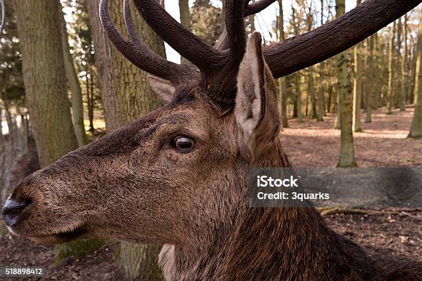 Closeup Of A Deer Stock Photo - Download Image Now - Animal, Animals In Captivity, Antler