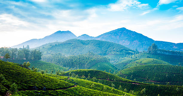 istock Tea plantations in India 518898516