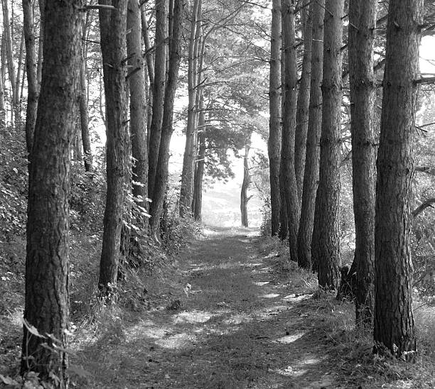 istock summer landscape, pine forest, forest road, black and white landscape 518898662
