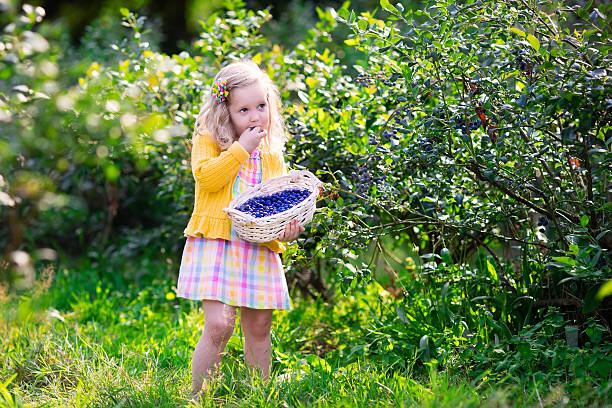 istock Little girl picking blueberry 518898746