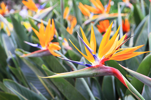 istock Bird of paradise 518898956