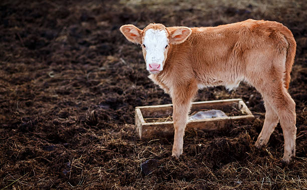 Calf in middle of feedlot manure, next to tub for stock photo