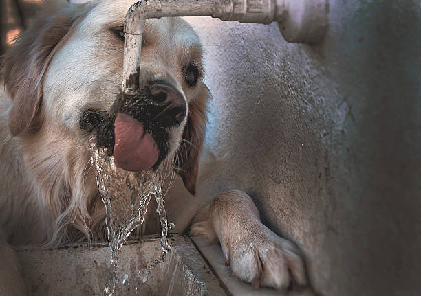 perro tomando agua - rule of third fotografías e imágenes de stock