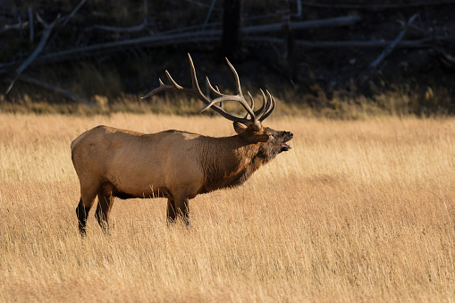 a rutting bull elk bugling in a meadow