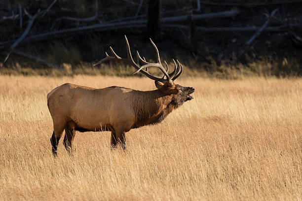 Bull Elk Bugling a rutting bull elk bugling in a meadow bugling photos stock pictures, royalty-free photos & images