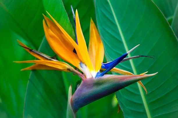 istock Strelitzia Reginae flower closeup 518900116