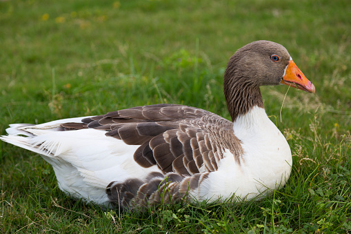 Single goose resting on the grass