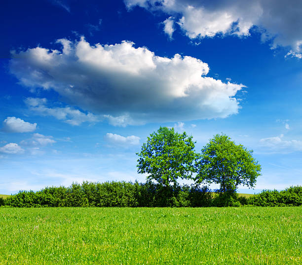 istock Summer landscape with field and trees. 518902514
