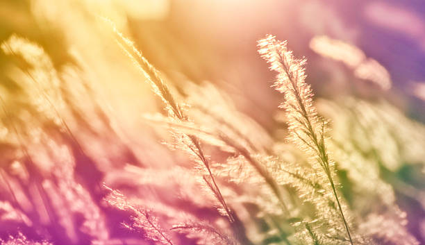 istock beautiful brown grass at sunset with vintage tone 518902942