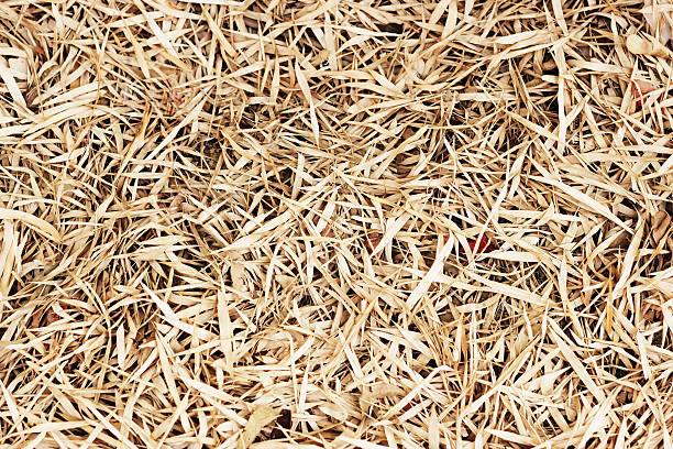 istock Natural Dry Yellow Leafs Textures And Background 518903154