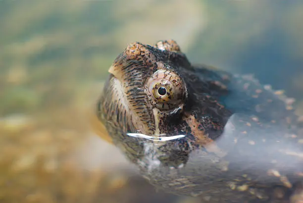 Photo of turtle head out of water close up