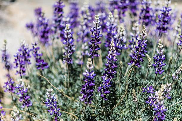 istock Purple Fuzz 518903944