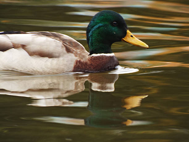 istock Duck swimming in a pond 518904060