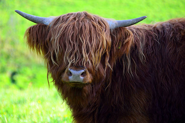 istock Broad-skind cow about Baden-Baden, Black Jungle 518904120