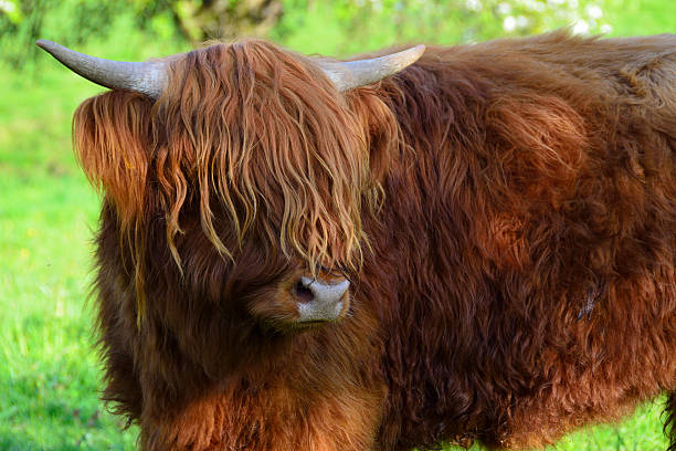 istock Broad-skind cow about Baden-Baden, Black Jungle 518904338