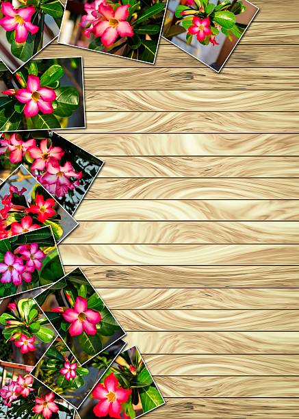 istock Stack Photos of Adenium obesum 518906244