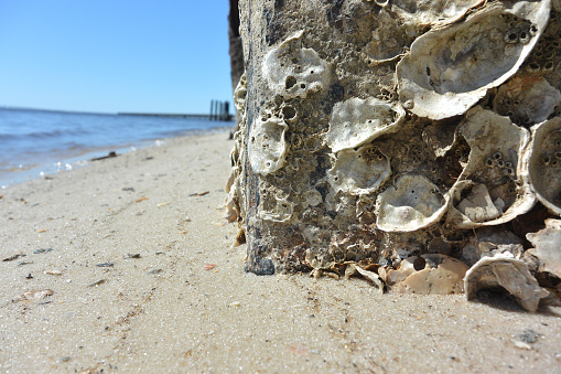 Oyster shells encapsulate the base of an old concrete slab. 