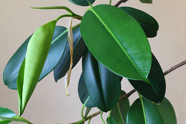 Ficus Ficus branch on white background. indian rubber houseplant stock pictures, royalty-free photos & images