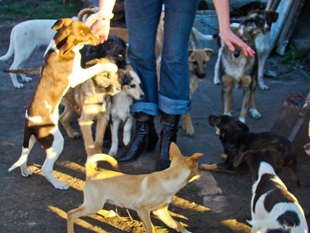 istock Dogs in dog shelter 518906586