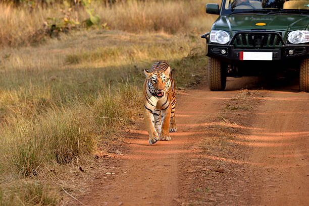 Tiger walking on the road Tiger walking on the road, tadoba, maharashtra, india tiger safari animals close up front view stock pictures, royalty-free photos & images