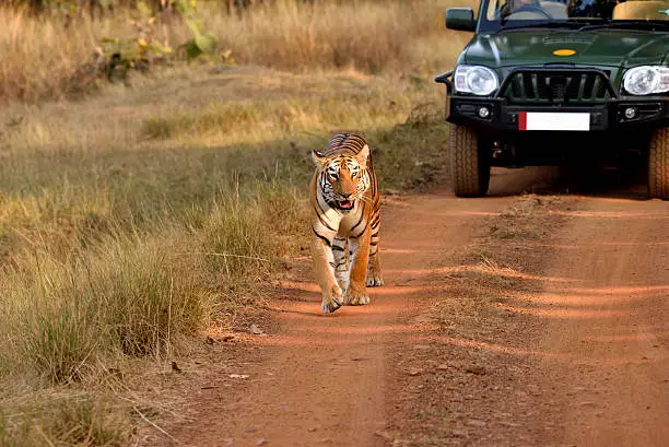 Photo of Tiger walking on the road