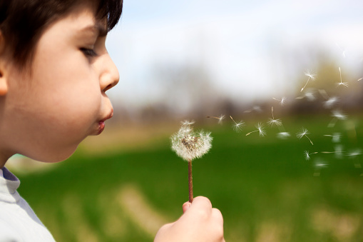 Little Boy Busy Blowing Dandelion Seeds against a background of green spring grass.