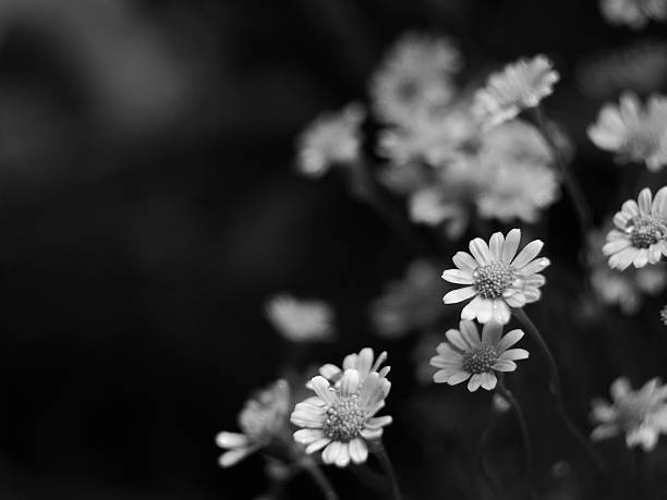 istock Monochrome daisies flower for background 518907768