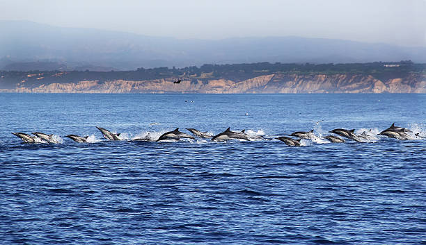 istock Common Dolphin Stampede Near La Jolla 518908068