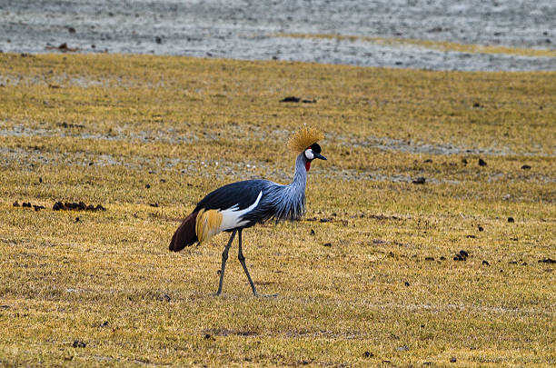 istock Beautiful crane bird in Tanzania 518908314