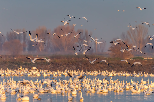 Flock of snow goose flying in winter time. 600mm lens. Canon 1Dx.
