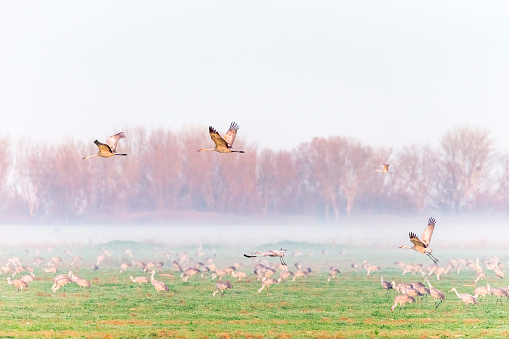 Flock of sandhill cranes flying in winter time. . Low fog on the background. 600mm lens. Canon 1Dx.