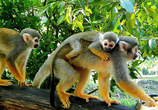 Mother and Baby Monkey A baby squirrel monkey rides on its mother's back as she reaches for a piece of fruit at a monkey preserve in the Dominican Republic. saimiri sciureus stock pictures, royalty-free photos & images