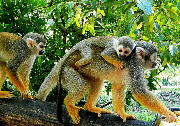 mãe e bebê macaco - saimiri sciureus - fotografias e filmes do acervo