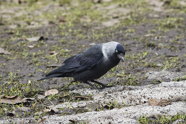 istock Jackdaw bird, Corvus monedula, on ground portrait, selective focus 518910864