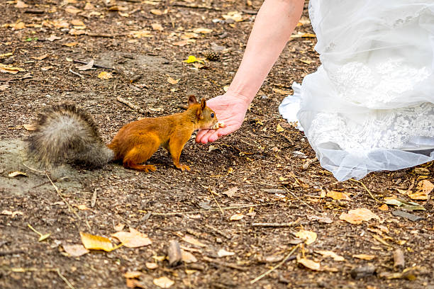 Squirrel eating nuts from woman hand and autumn leaves on background 