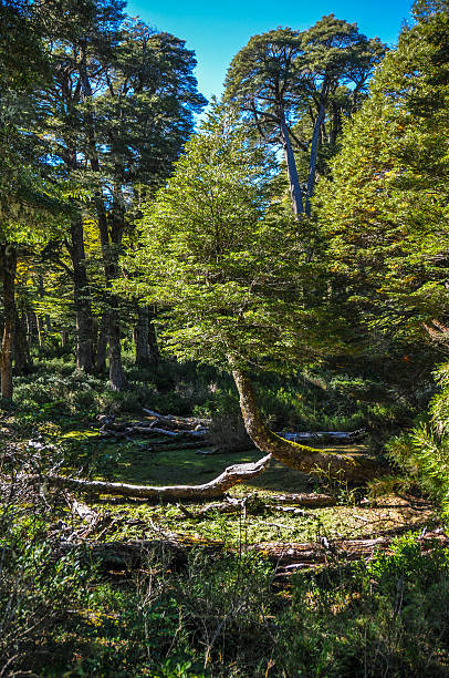 lonely tree en reserva el cani, cerca de pucon, chile - chilean culture chile forest the americas fotografías e imágenes de stock