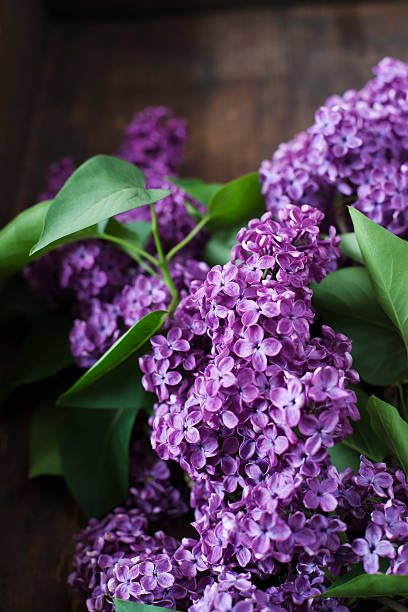 istock Bunch of lilacs on wooden table 518911274